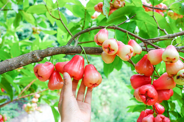 Red rose apple on tree - 585878430