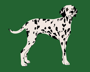 Dog breed Dalmatian vector flat illustration isolated on green background.