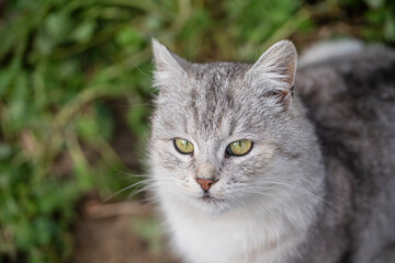 Beautiful portrait of scottish straight cat in the spring garden, closeup. Grey striped scottish straight-eared cat