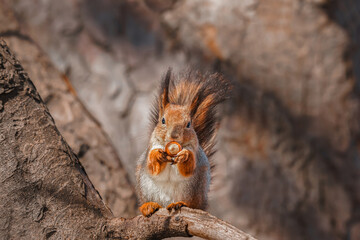 Red Squirrel climbing up in a tree