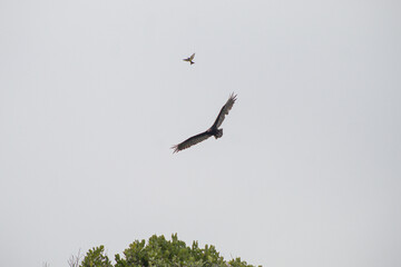 urubu and other bird