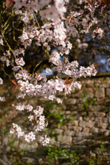 Cherry Blossoms