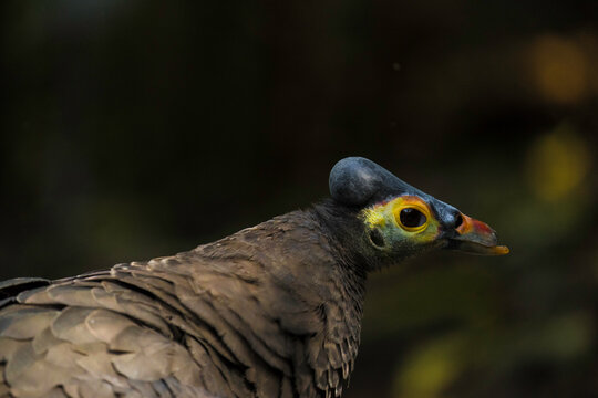 This image shows a close up, profile view of a wild maleo (Macrocephalon maleo) bird.