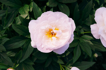 Beautiful fresh delicate pastel pink peony flowers in full bloom in the garden, dark green leaves, close up. Summer natural floral background.