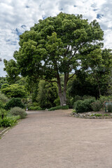 tall Mahogany tree at Kristensbosch gardens, Cape Town