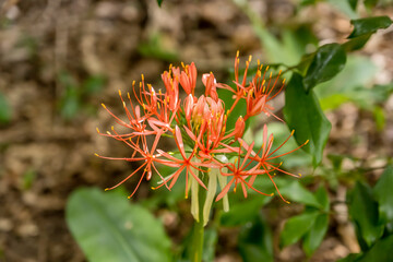 Fototapeta premium Scadoxus Multiflorus flower at Kristensbosch gardens, Cape Town