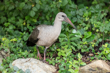 Hadada Ibis standing in undergrowth, Kristensbosch gardens, Cape Town