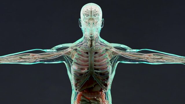 Human anatomy, muscles, organs, bones. Creative color palettes and designer details, unstructured showing parts, loop animation, 3d render	
