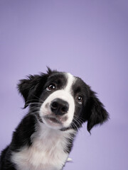 funny puppy on purple background. Border collie dog with funny muzzle, emotion, big eyes 