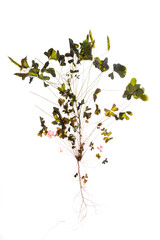 Herbaceous plants dried in herbarium Oxalis corniculata on a white background