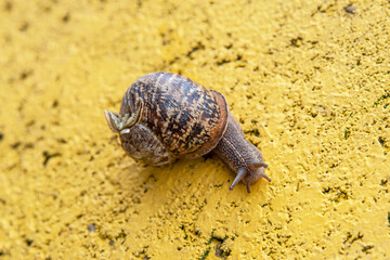 Close-up of a snail on a yellow background