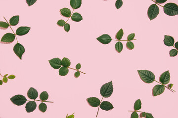 Fresh green rose leaves, creative natural pattern, pastel pink background. 