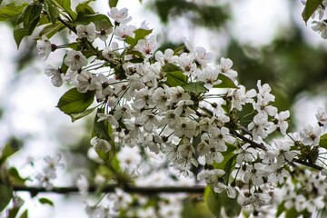 Weiße Blüten