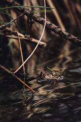 ropucha szara oczy pomarańczowe wiosna gody