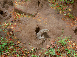 A monitor lizard coming out of a burrow in the ground in a forest in Sri Lanka.