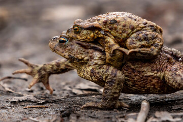 ropucha szara oczy pomarańczowe wiosna gody © Colorful Soul