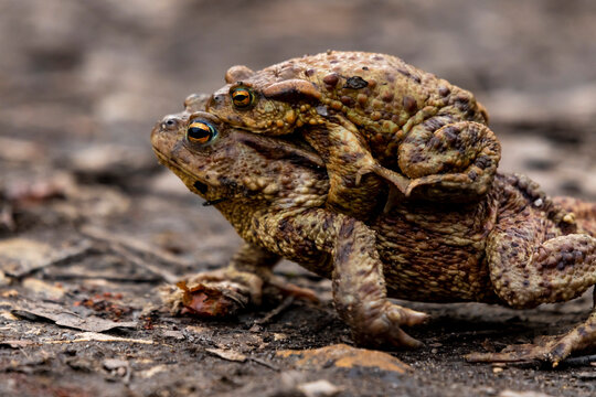ropucha szara oczy pomarańczowe wiosna gody