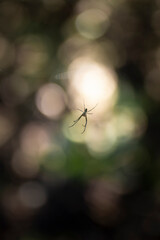 A spider in its web