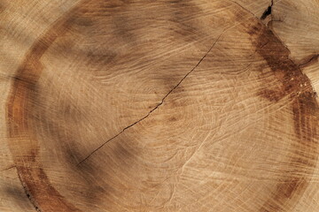 sawn oak log texture background