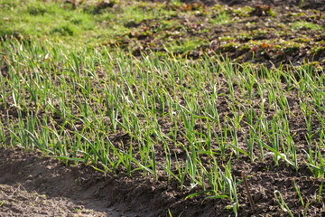 garlic grows in the garden
