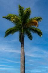Royal palm trees on blue sky.