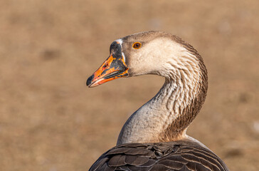 Portrait Photograph of a Swan Goose