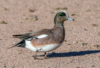 Drake American Wigeon