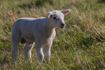 Young easter lambs standing in the grass in spring.