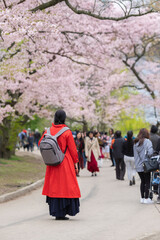Young Asian woman in bright red coat standing on the alley under cherry tree sakura branches in full bloom with white and pink flowers. Selective focus. High Park, Toronto, Canada.