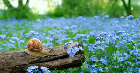 snail and blue flowers on meadow, green natural abstract background. beautiful scene of wild life. purity of nature, care about the world. concept of ecology, Animal protection. copy space. banner