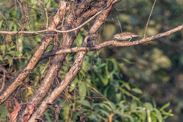 A fight between Olive back pipit