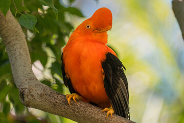 This close up image shows a wild Andean Cock-of-the-Rock (Rupicola peruvianus) bird perched in lush tree tops surroundings.