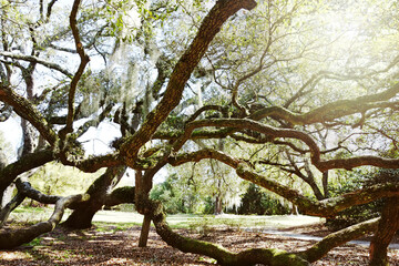 Old tree covered in Spanish Moss in Airliie Gardens , Wilmington , NC