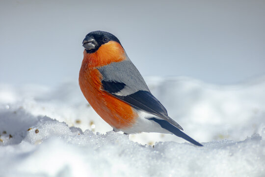 Cute Bullfinch bird perching on snow covered surface