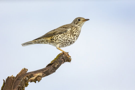 Cute thrush bird sitting on dry tree branch