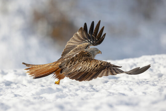 Red kite bird of prey on snowy ground