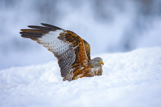 Red kite bird of prey on snowy ground