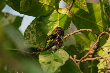 This photograph captures a beautiful wild green hummingbird perched in lush foliage. 