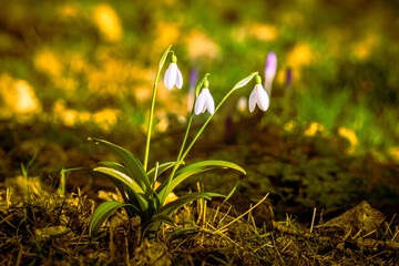 spring flowers in the grass