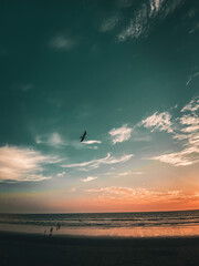 seagull on the beach at sunset