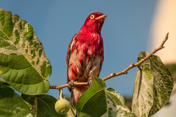 This image shows a pompadour cotinga (Xipholena punicea) perched in a plant with a blue sky in the background.