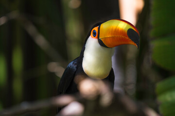 This close up image shows a wild toco toucan (Ramphastos toco) looking off into the distance. 