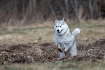 Siberian husky dog in motion. Winter, day, no people, outdoor. - obrazy, fototapety, plakaty