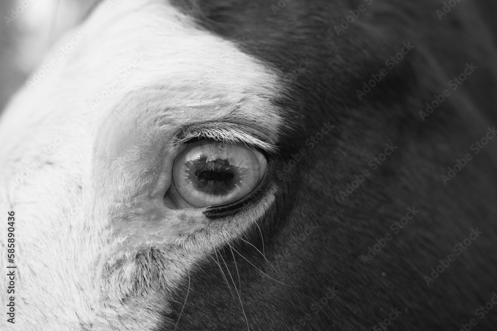 Wall mural Equine vision concept with eye of bald face horse closeup in black and white. - Wall murals