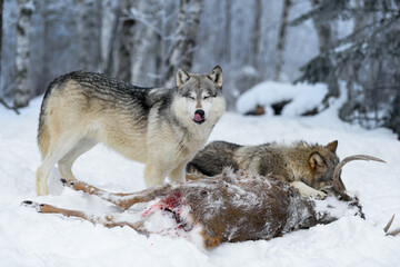Wolf (Canis lupus) Licks Nose Eyes Closed at Body of White-Tail Deer Winter