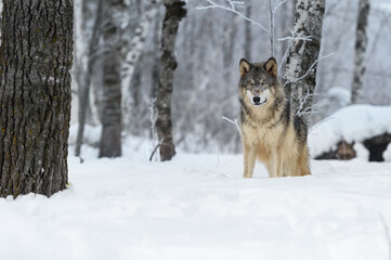Wolf (Canis lupus) Stands in Frosty Woods Eyes Closed Winter