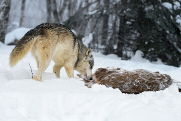 Wolf (Canis lupus) Sniffs at Body of White-Tail Deer Winter