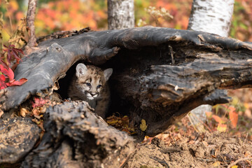 Cougar Kitten (Puma concolor) Looks Out From Inside Log Autumn