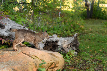 Bobcat (Lynx rufus) Looks Right From Top of Rock Autumn