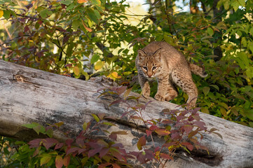 Bobcat (Lynx rufus) Looks Off Log Ready to Leap Autumn